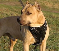 LEATHER AGITATION HARNESS for AmstaffS